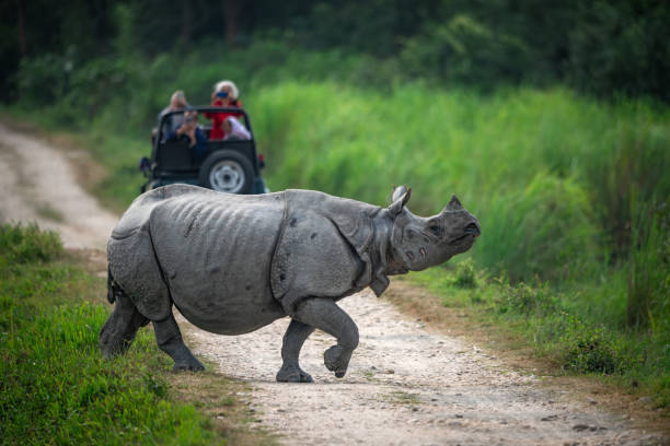 🐘 Kaziranga National Park